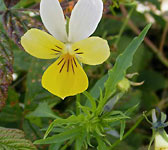 Viola lutea (1)