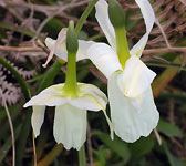 Narcissus triandrus subsp. capax