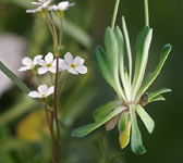 Androsace obtusifolia
