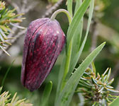 Fritillaria tubiformis