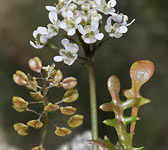 Teesdalia coronopifolia 