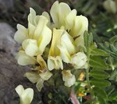Astragalus campestris
