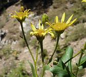 Doronicum corsicum