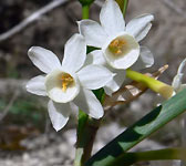 Narcissus dubius