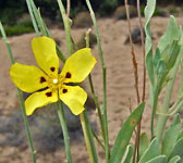 Helianthemum halimifolium