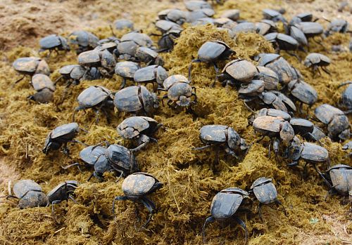 Des dizaines de scarabées sacrés sur du crottin en Namibie