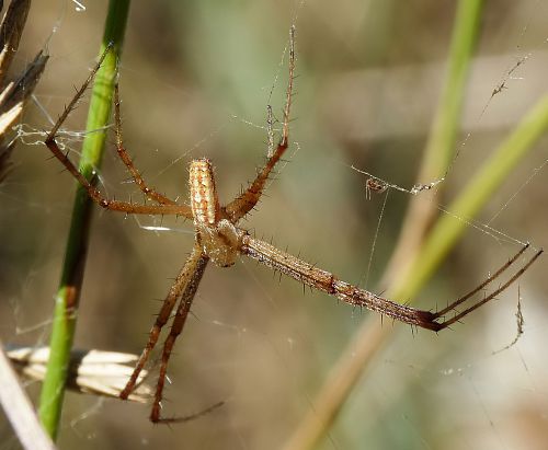 araignée argiope mâle les pattes en croix