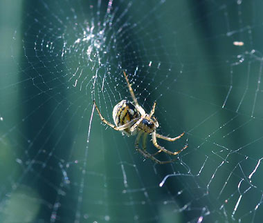 Tout ce que vous avez toujours voulu savoir sur les toiles d’araignées orbitèles