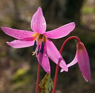    La Dent-de-Chien ou Erythronium dens-canis, une fleur remarquable de nos campagnes.