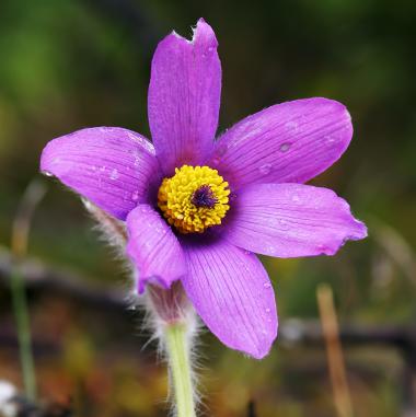    L'Anémone pulsatille ou Pulsatilla vulgaris, une fleur remarquable de nos campagnes.