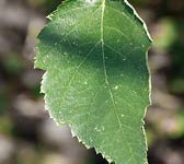 Sorbus latifolia