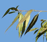 Salix alba var. vitellina