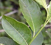Salix appendiculata (grandifolia)