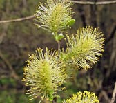 Salix aurita