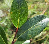 Salix bicolor (S. phylicifolia)