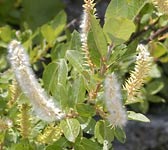 Salix bicolor (S. phylicifolia)