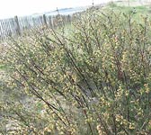 Salix repens subsp. dunensis