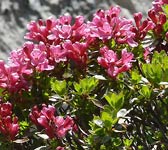 Rhododendron hirsutum