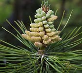 Pinus laricio