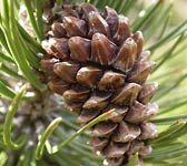 Pinus uncinata