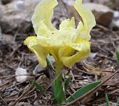 Iris lutescens (jaune)