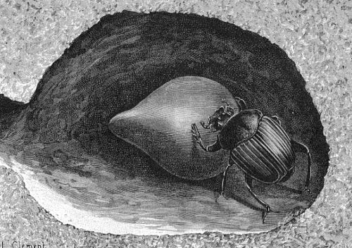 Gravure de scarabée sacré avec sa boule d'excréments en forme de poire