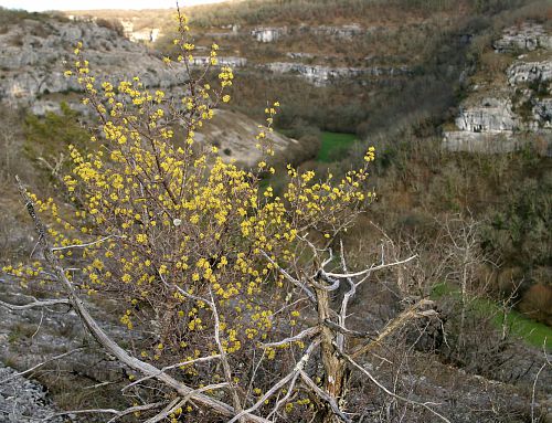 cornouiller mâle en fleurs devant la vallée de l'alzou à rocamadour