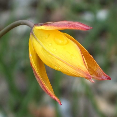 fleur de tulipe australe