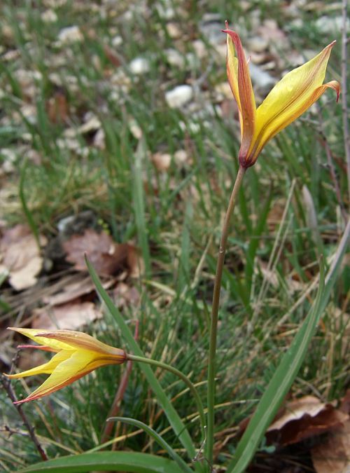 Fleurs de Tulipes australes