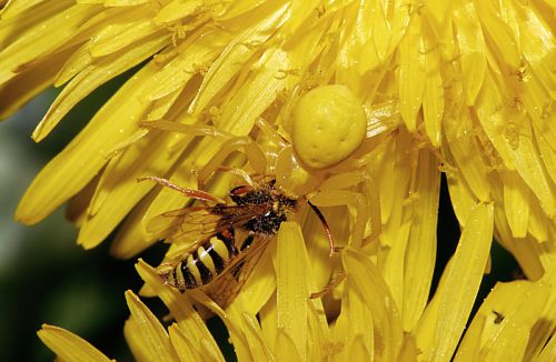araignée crabe jaune vif dans une fleur
