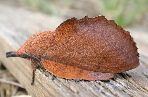 papillon de nuit feuille morte du chêne