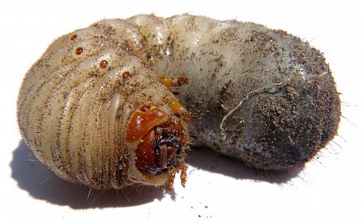 Une larve de Scarabée, en forme de fer à cheval.