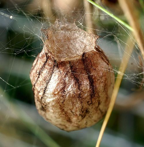 soie papyracée d'araignée argiope