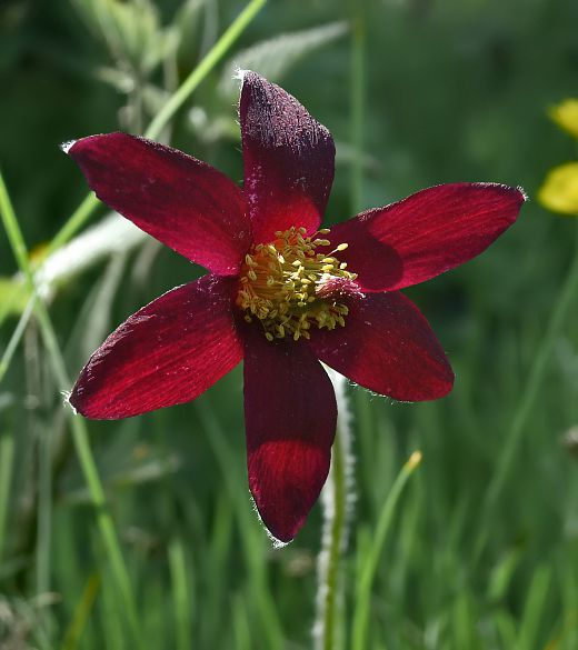 Fleur de pulsatille rouge