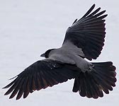 Corvus cornix