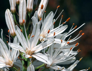    L'Asphodèle ou Asphodelus albus, une fleur remarquable de nos campagnes.